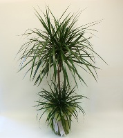 İki Köklü Zarif Dracena - Tuzla Çiçekçi