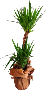 İkili Yucca Çiçeği - Tuzla Çiçekçi