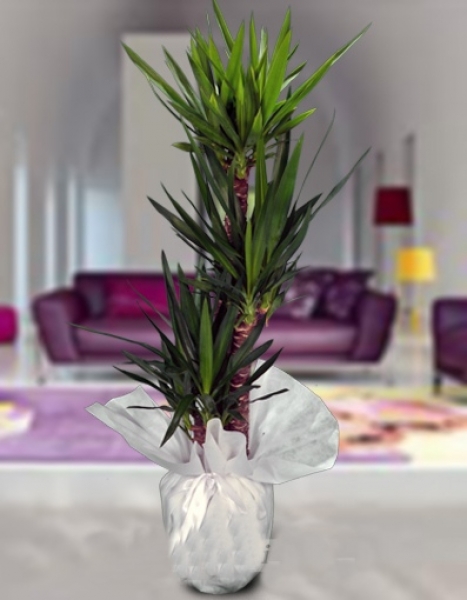 Üçlü Yucca Saksı Bitkisi - Tuzla Çiçekçi